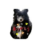 黒ポメラニアンのハルちゃん（個別スタンプ：6）