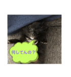 黒ポメラニアンのハルちゃん（個別スタンプ：8）