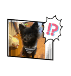 黒ポメラニアンのハルちゃん（個別スタンプ：15）