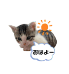 猫のぐりぐら（個別スタンプ：1）