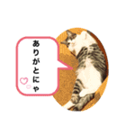 猫のぐりぐら（個別スタンプ：3）