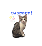 猫のぐりぐら（個別スタンプ：4）