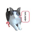 猫のぐりぐら（個別スタンプ：6）