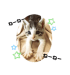 猫のぐりぐら（個別スタンプ：8）