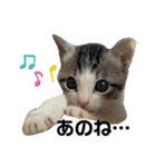 猫のぐりぐら（個別スタンプ：9）