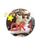 猫のぐりぐら（個別スタンプ：10）