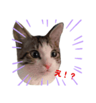 猫のぐりぐら（個別スタンプ：11）