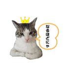 猫のぐりぐら（個別スタンプ：12）