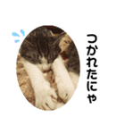 猫のぐりぐら（個別スタンプ：13）