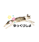 猫のぐりぐら（個別スタンプ：14）