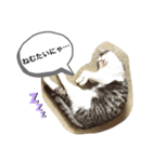猫のぐりぐら（個別スタンプ：15）