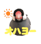文鳥スタンプ（桜文鳥）（個別スタンプ：1）