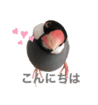 文鳥スタンプ（桜文鳥）（個別スタンプ：2）