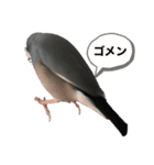 文鳥スタンプ（桜文鳥）（個別スタンプ：4）