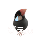 文鳥スタンプ（桜文鳥）（個別スタンプ：11）