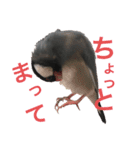 文鳥スタンプ（桜文鳥）（個別スタンプ：13）