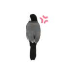 文鳥スタンプ（桜文鳥）（個別スタンプ：17）