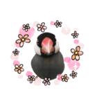 文鳥スタンプ（桜文鳥）（個別スタンプ：23）