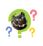 とある個人宅の犬と猫…（個別スタンプ：3）