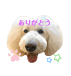とある個人宅の犬と猫…（個別スタンプ：7）