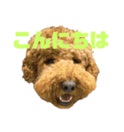 とある個人宅の犬と猫…（個別スタンプ：8）