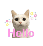 とある個人宅の犬と猫…（個別スタンプ：9）