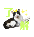 とある個人宅の犬と猫…（個別スタンプ：10）