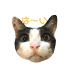 とある個人宅の犬と猫…（個別スタンプ：11）