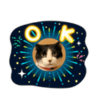 とある個人宅の犬と猫…（個別スタンプ：12）