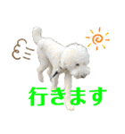 とある個人宅の犬と猫…（個別スタンプ：14）
