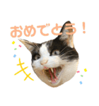 とある個人宅の犬と猫…（個別スタンプ：15）