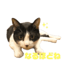とある個人宅の犬と猫…（個別スタンプ：19）