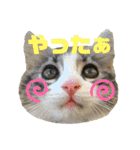 とある個人宅の犬と猫…（個別スタンプ：21）