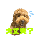 とある個人宅の犬と猫…（個別スタンプ：22）