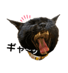 とある個人宅の犬と猫…（個別スタンプ：23）