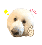 とある個人宅の犬と猫…（個別スタンプ：26）
