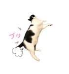 とある個人宅の犬と猫…（個別スタンプ：28）