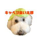 とある個人宅の犬と猫…（個別スタンプ：30）