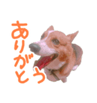 ピースのすたんぷ（個別スタンプ：1）