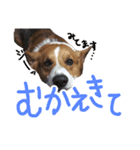 ピースのすたんぷ（個別スタンプ：3）