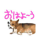 ピースのすたんぷ（個別スタンプ：5）