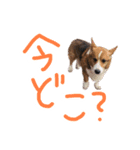 ピースのすたんぷ（個別スタンプ：10）