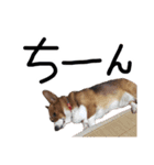 ピースのすたんぷ（個別スタンプ：13）