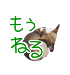 ピースのすたんぷ（個別スタンプ：15）