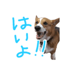 ピースのすたんぷ（個別スタンプ：16）