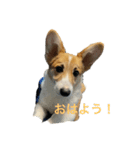 Leon☆1（個別スタンプ：6）