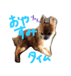 サスケとまりも！（個別スタンプ：7）