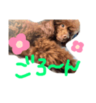 サスケとまりも！（個別スタンプ：15）