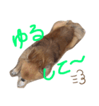 サスケとまりも！（個別スタンプ：19）