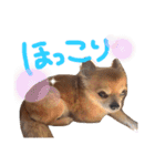 サスケとまりも！（個別スタンプ：21）